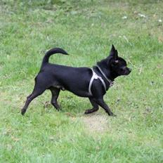Chihuahua BARON NEMO