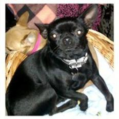 Chihuahua BARON NEMO