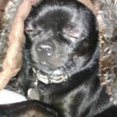 Chihuahua BARON NEMO
