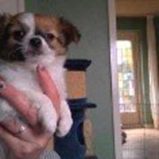 Chihuahua Timber