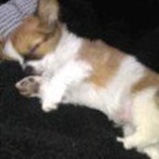 Chihuahua Timber