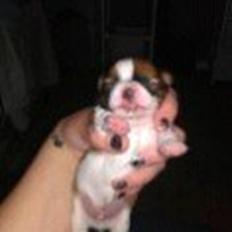 Chihuahua Timber