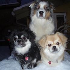 Tibetansk spaniel Soffi (Peggy)