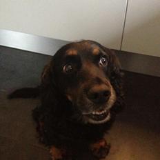 Field Trial Cockerspaniel Saxaphone Klinger