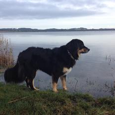 Blanding af racer sasha