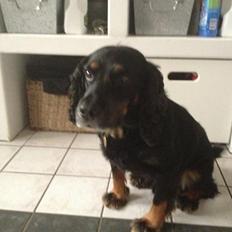 Field Trial Cockerspaniel Saxaphone Klinger