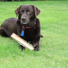 Labrador retriever sofus - R.I.P 15/10-16