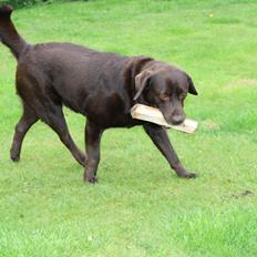 Labrador retriever sofus - R.I.P 15/10-16