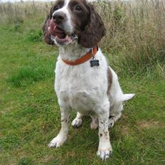 Engelsk springer spaniel Oscar 31.01.1999 - 08.02.2013
