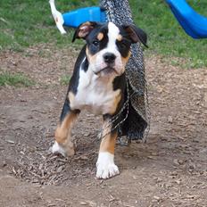 Renascence Bulldogge Arch Angel