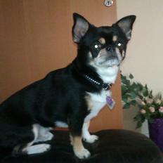 Chihuahua Hr. Duffy Wilbert Herman