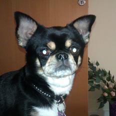 Chihuahua Hr. Duffy Wilbert Herman