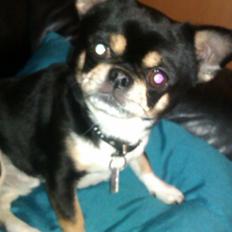 Chihuahua Hr. Duffy Wilbert Herman