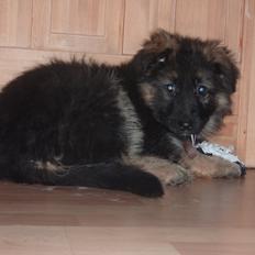 Schæferhund Diva