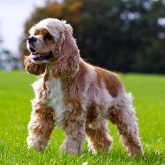 Amerikansk cocker spaniel Jamie