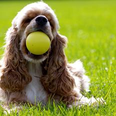 Amerikansk cocker spaniel Jamie