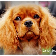 Cavalier king charles spaniel Loevhoejs Daiquiri - Daiqqi