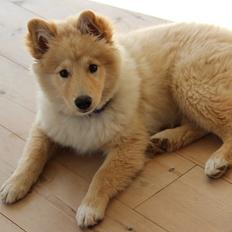 Finsk lapphund Fanny