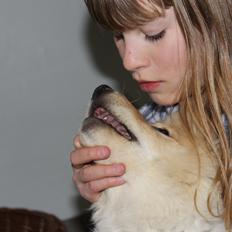 Finsk lapphund Fanny