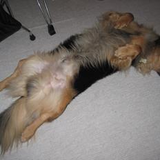 Blanding af racer †Baloo<3† Hvil i fred min ven.†