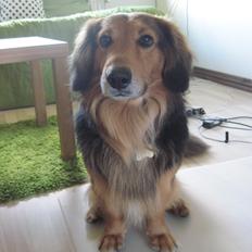 Blanding af racer †Baloo<3† Hvil i fred min ven.†