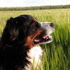 Berner sennenhund Gæbe's Hannibal (Kaldenavn: Basse)