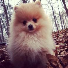 Pomeranian Shenna