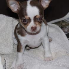 Chihuahua Smilla