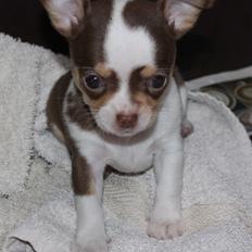 Chihuahua Smilla