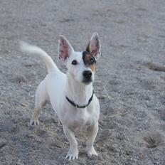Jack russell terrier Gizmo