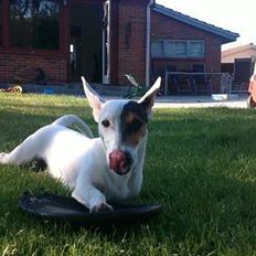 Jack russell terrier Gizmo