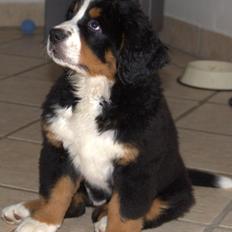 Berner sennenhund Bina