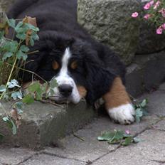 Berner sennenhund Bina