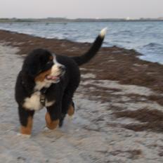 Berner sennenhund Bina