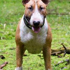Bullterrier Cirkus