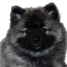 Keeshond Aura