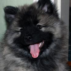 Keeshond Aura