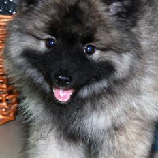 Keeshond Aura