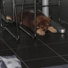 Finsk lapphund Coco