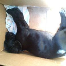 Field Trial Cockerspaniel Go Get It Nikita (Molly)