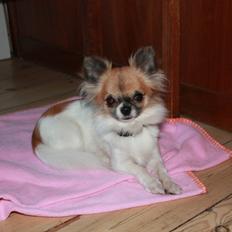 Chihuahua House Of Holtens Brise (Nellie)