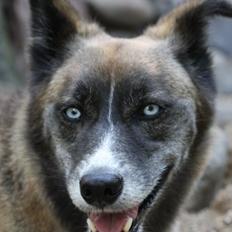 Blanding af racer Sjinto