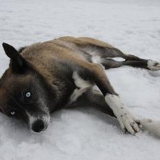 Blanding af racer Sjinto