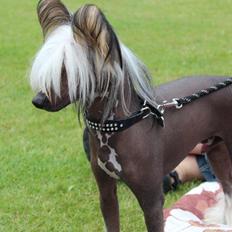 Chinese crested hårløs Arabea Angels Amos