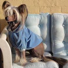 Chinese crested hårløs Arabea Angels Amos