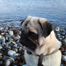 Mops Mackerly Trading Places