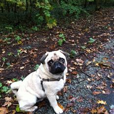 Mops Mackerly Trading Places