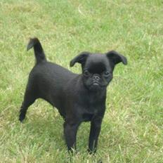 Griffon petit brabancon Marinus