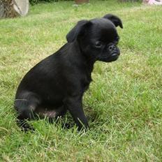 Griffon petit brabancon Marinus