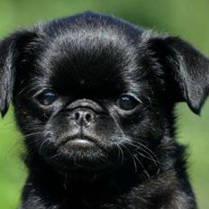 Griffon petit brabancon Marinus